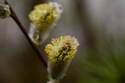 Willow bud with drops of water in the wild in the early spring morning after the rain