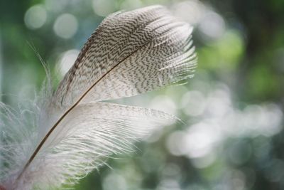 Close-up of feather on plant