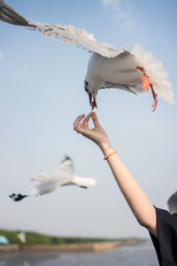 Cropped hand of woman feeding seagull against sky