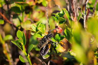 Captive cerambyx cerdo, all over the pollen, walks through the leaves and enjoys the new sun. 