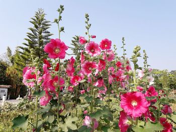 Close-up of pink flowers blooming on tree against sky