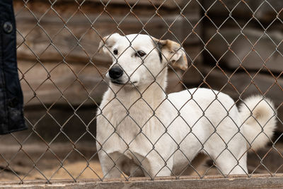 View of dog seen through chainlink fence