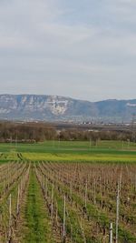 Scenic view of vineyard against sky