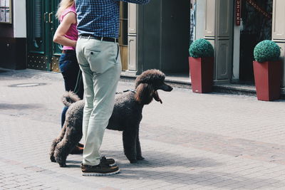 Low section of people standing by poodle on footpath in city