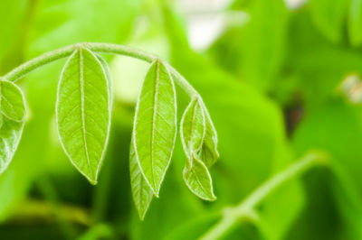 Close-up of green leaves