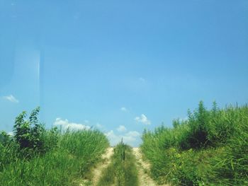 Scenic view of grassy field against blue sky