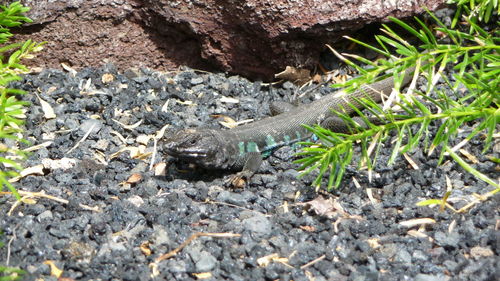 High angle view of lizard on tree in forest