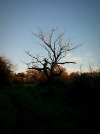 Silhouette trees against sky during sunset