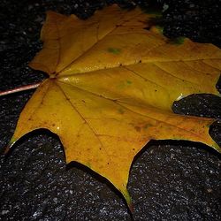 Close-up of maple leaves