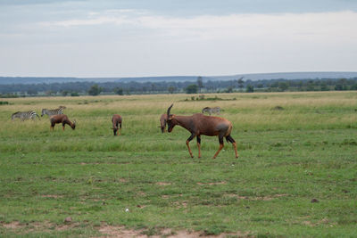 Topi antelope walking in a field while animals graze behind it in the masai mara in kenya. 