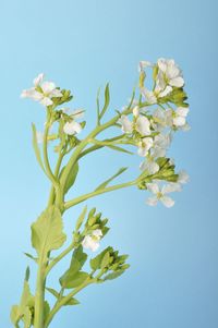 Close-up of white flowering plant against clear blue sky