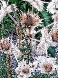 High angle view of wilted flower on field
