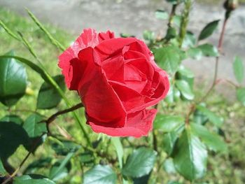 Close-up of red rose