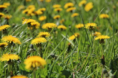 Close-up of yellow flowering plants on field