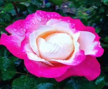 Close-up of wet pink rose
