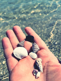 Close-up of person holding shells on beach
