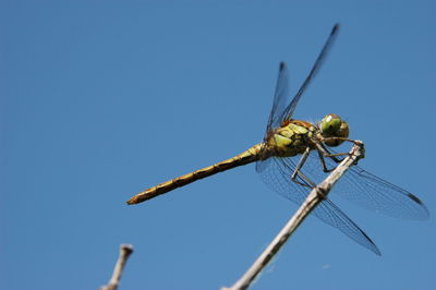 Close-up of insect on wall