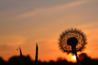 Close-up of silhouette dandelion against sky during sunset