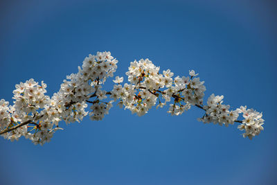 Low angle view of cherry blossoms against clear blue sky