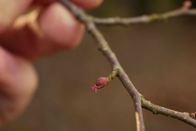 Close-up of flower growing on tree