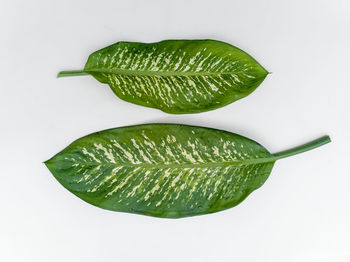 Close-up of green leaf against white background