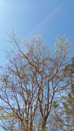 Low angle view of tree against sky