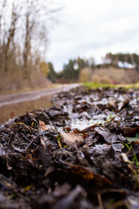 Close-up of dry leaves on land