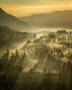 Aerial view of forest against sky at sunset