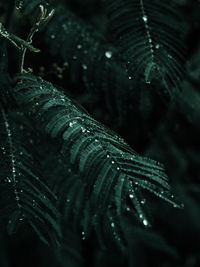 Close-up of wet plants