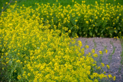 Yellow flowers in field