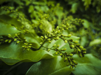 Close-up of fresh green leaves