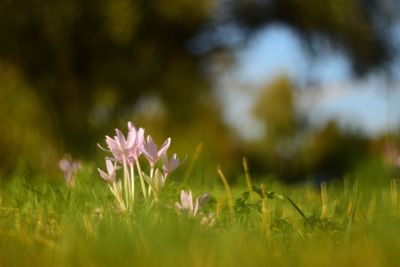 Close-up of flowering plants on field