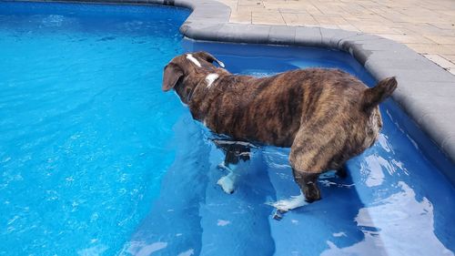 High angle view of dog standing by swimming pool