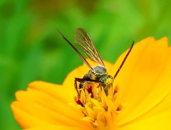 Close-up of insect on yellow flower