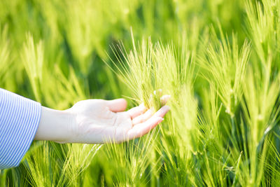 Close-up of hand holding plant on field