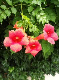 Close-up of pink hibiscus blooming in park