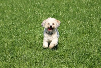 Portrait of dog running on grass field