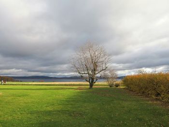 Single tree on grassy field against cloudy sky