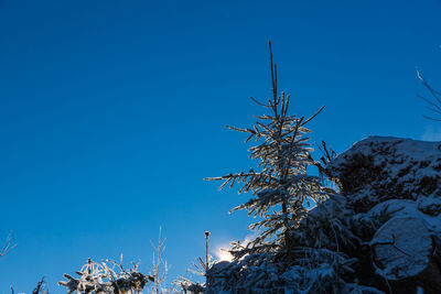 Low angle view of plants against clear blue sky