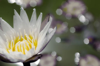 Close-up of white flowering plant