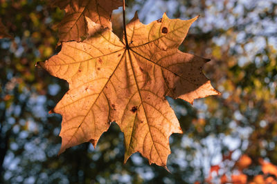 Close-up of dry maple leaves against blurred background