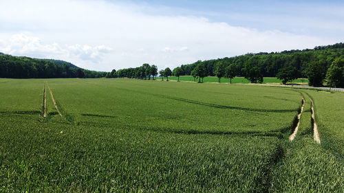 Scenic view of agricultural field against sky