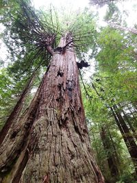 Low angle view of tree trunk in forest