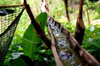 Close-up of butterfly on plant in forest