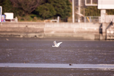 Seagull flying over a water