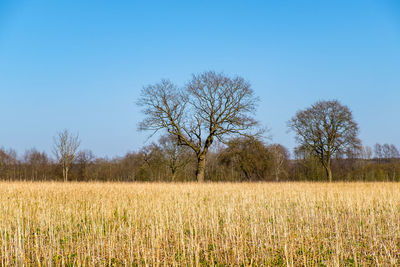 Scenic view of field and trees against clear blue sky