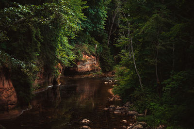 Scenic view of waterfall in forest