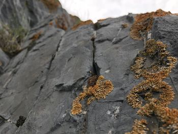 High angle view of starfish on rock