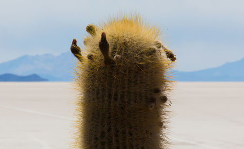 Close-up of cactus on sand against sky