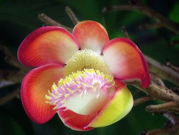 Close-up of pink flowering plant